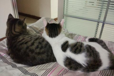 猫咪各种动作含义解读：铲屎官必看行为指南