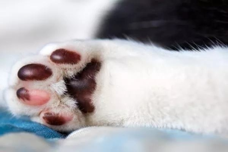 解密猫咪肉垫：不止卖萌，更是猫咪生存的秘密武器！