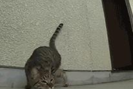 猫咪弓背翘尾巴的原因，你家猫咪是哪种情况？