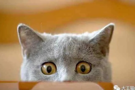 猫咪为什么一直盯着一个地方看？铲屎官必须知道！