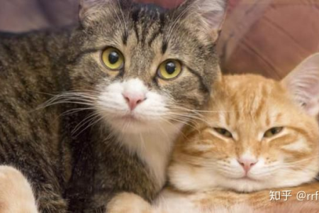 养公猫和母猫哪个更好？铲屎官必看实用指南！