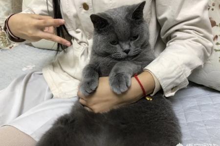 想知道英短是公是母？这几个方法教你轻松分辨