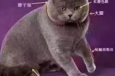 想买英短猫？教你从外貌特征判断纯不纯