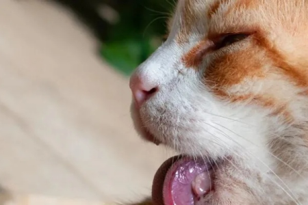 猫舌头的四个秘密：揭秘猫咪舔舐的真相