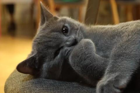 想养英短蓝猫？先看看它的优点和缺点！