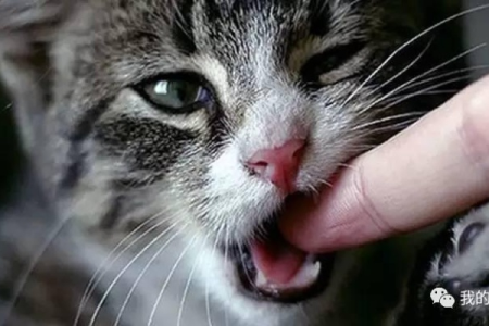 家猫舔到伤口，会得狂犬病吗？紧急处理及预防措施详解