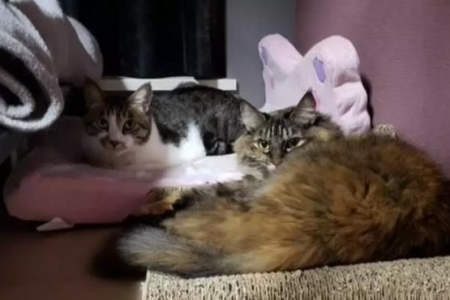 猫咪可以预测地震？解析猫咪对地震反应的科学依据