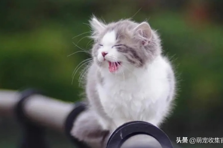 猫叫个不停怎么办？铲屎官必备的猫咪叫声处理指南