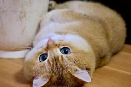 安全又美味的猫罐头怎么选？教你快速找到好猫罐头