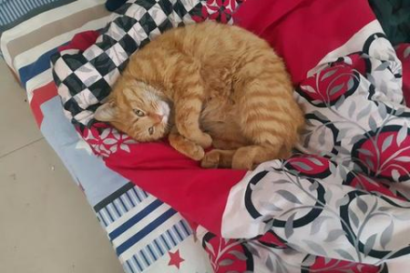 带小猫回家全攻略：环境准备与日常护理