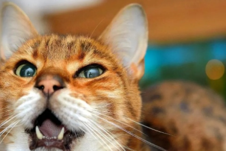 为什么我的猫一直叫？可能是这几个原因造成的