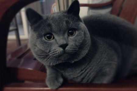 暹罗猫尾巴的秘密：不同动作代表不同心情