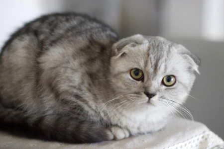 为什么不建议养折耳猫？遗传疾病和高养护成本！