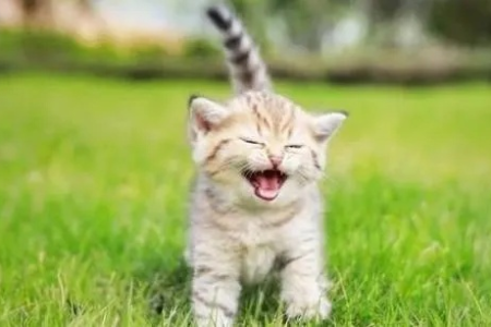 猫一直叫，是饿了还是想你了？快速排查！