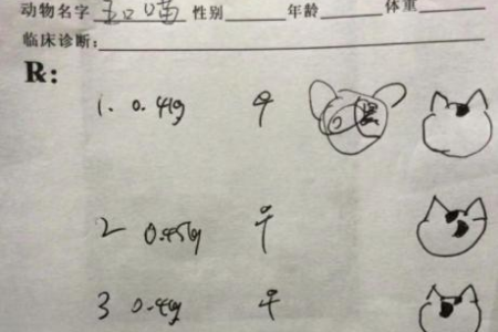 一招教你辨别小奶猫公母，再也不用犯愁了