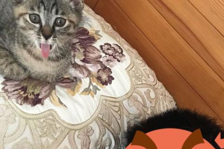 猫咪尿床的原因有哪些？不同情况下的解决方法大公开