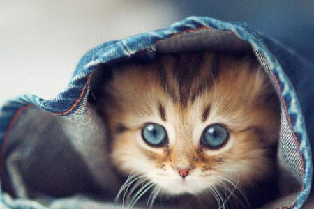 家里猫咪把你当妈妈？这些行为是关键证据！