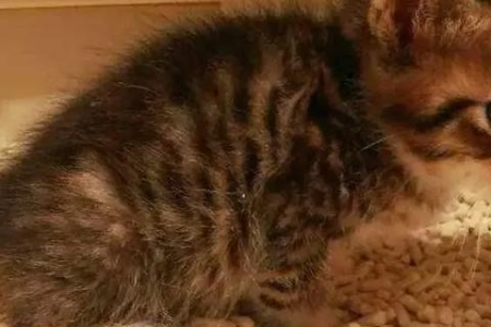 为什么我的猫讨厌水？解密猫咪不爱喝水的秘密