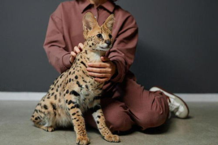 饲养豹猫是违法行为吗？了解豹猫保护和相关法律
