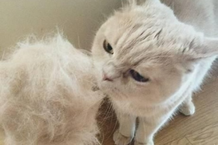家里猫咪突然脱毛厉害？别慌，试试这些实用妙招！