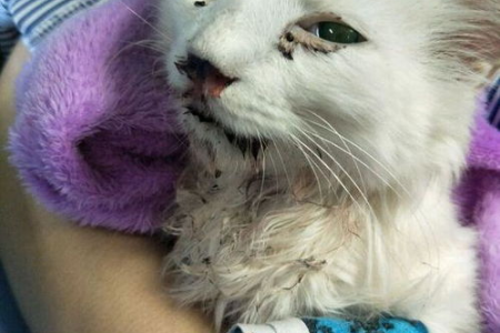 家里猫咪失去玩伴后会怎么样？猫咪也会伤心吗？