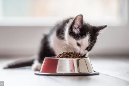 猫咪不吃猫粮只吃肉如何纠正？帮你解决猫咪饮食难题的妙招