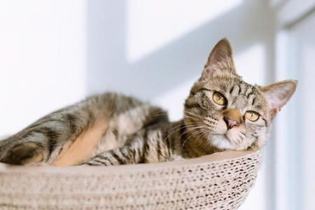 猫咪可以自己在家待多久？多久才需要找人帮忙？
