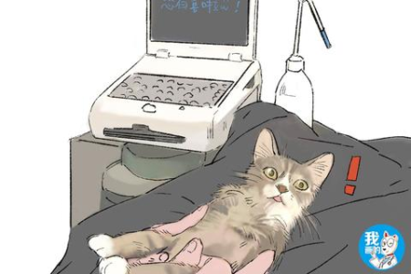 如何判断猫咪是否怀孕？不同时期怀孕特征