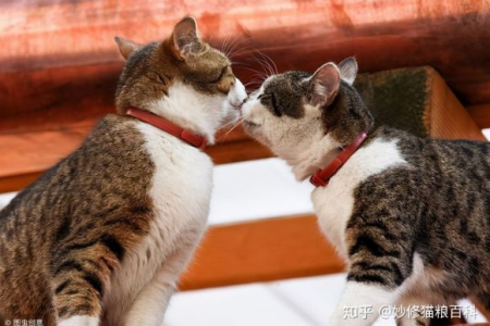猫咪发情期几天能结束？多久才能恢复正常？