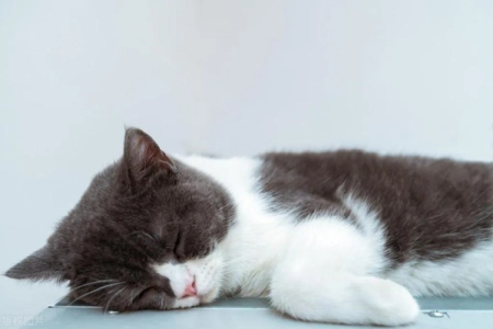 想养猫却怕生病？养猫风险及预防措施详解