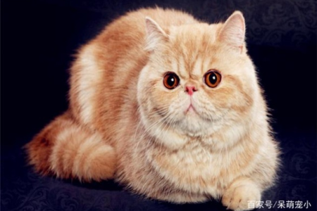 养猫必看！十大适合家养的猫咪品种，性格好颜值高！