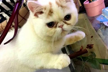 如何分辨布偶公猫是否处于发情状态？详细解读