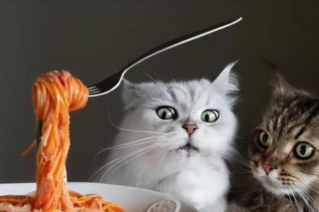 不用担心养不好！初次养猫养什么品种好？适合新手的猫咪品种