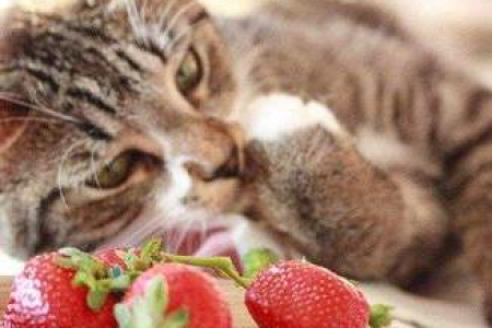 英国短毛猫10个小知识，助你轻松养猫
