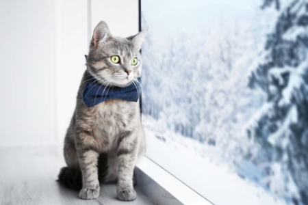 盘点中华田园猫的常见花色，你家猫是什么颜色？