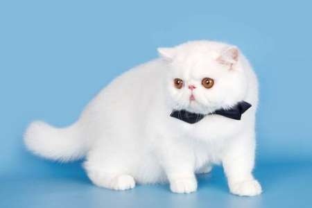 想养猫却不知选哪种？适合女生的猫咪品种推荐