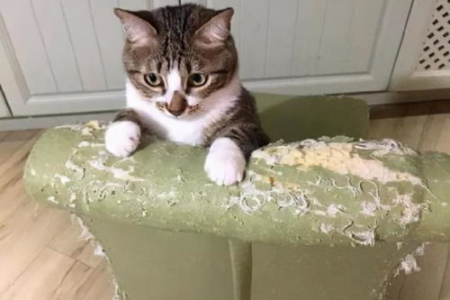 铲屎官的辛酸：养猫坏处知多少？养猫前必看！