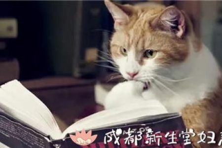 怀孕了还能继续养我的猫吗？孕期养猫的正确方法
