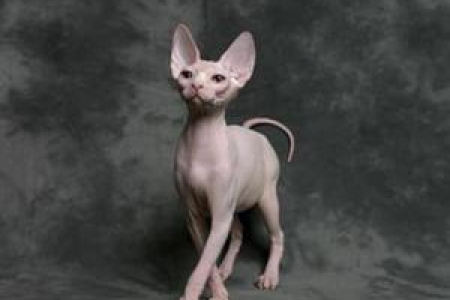 彼得秃猫的性格特点是什么？脾气好不好？