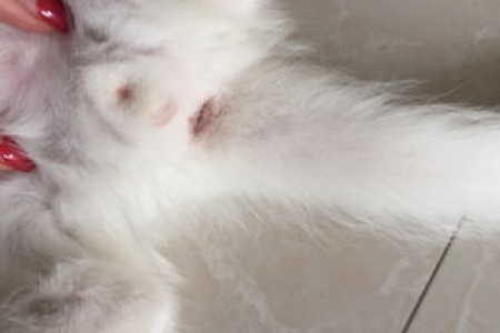 母猫公猫闹猫症状区别是什么？教你轻松分辨