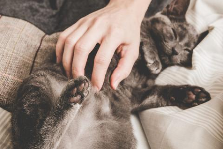 你的猫咪对你冷漠？教你如何让猫咪迅速喜欢上你！