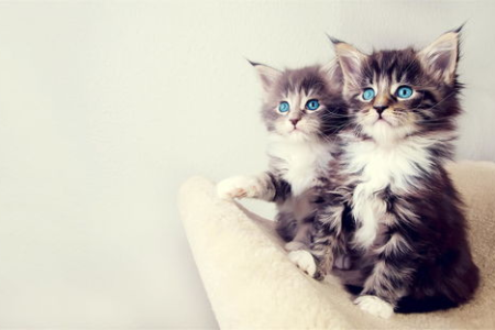 雪鞋猫有什么特点？看看它与众不同的魅力之处！
