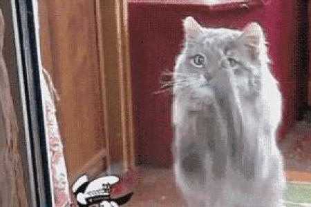 想养猫？先看看这些潜在坏处再决定