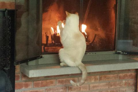 猫咪为啥爱和你睡？答案在这，暖和安全又舒服！