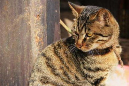 土猫和宠物猫的区别是什么？从价格到性格，一次性了解！