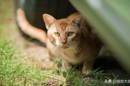 猫咪走丢了怎么办？黄金72小时寻猫技巧，教你如何安全找回爱宠！