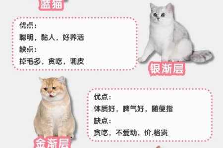 还在纠结养什么猫？这6种猫咪最适合家养，颜值与性格并存！
