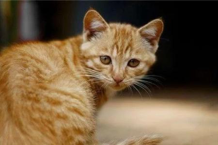 养黄猫的坏处有哪些？看完再决定！