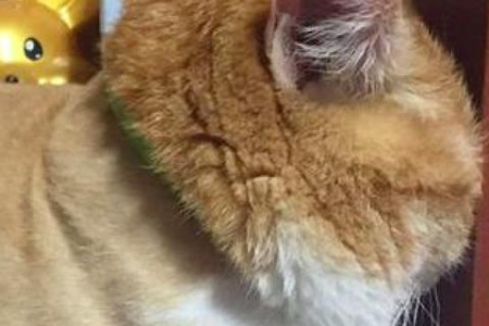 我的猫讨厌我吗？猫咪恨主人的九种明显表现