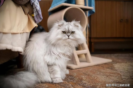 想养猫？金吉拉猫与波斯猫该如何选择？